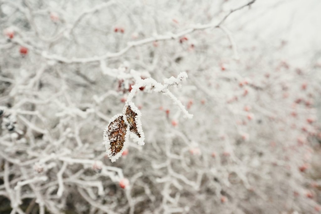 Leaves under ice crystals